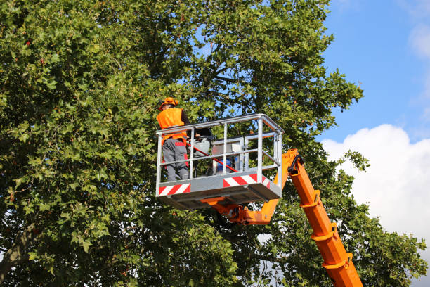 Residential Tree Removal in Goshen, AR